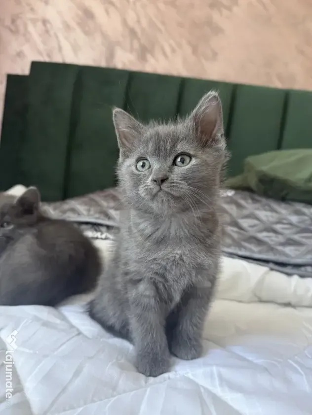Motan British Shorthair blue 9 saptamani