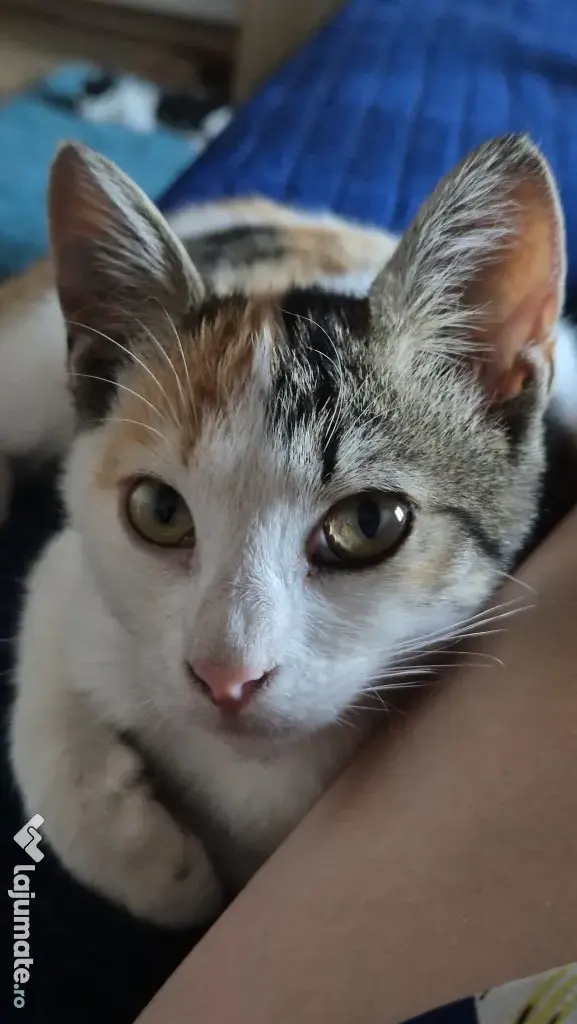 Pisicute spre adopție