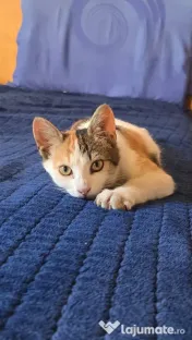 Pisicute spre adopție 