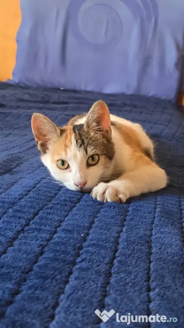 Pisicute spre adopție