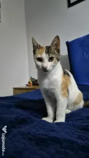 Pisicute spre adopție 