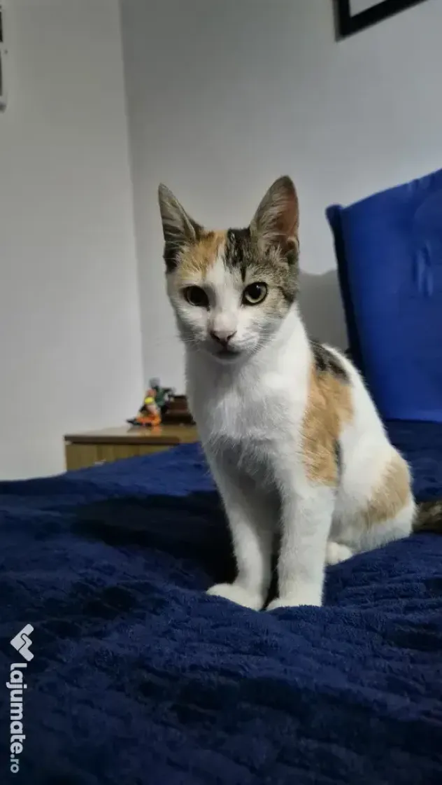 Pisicute spre adopție