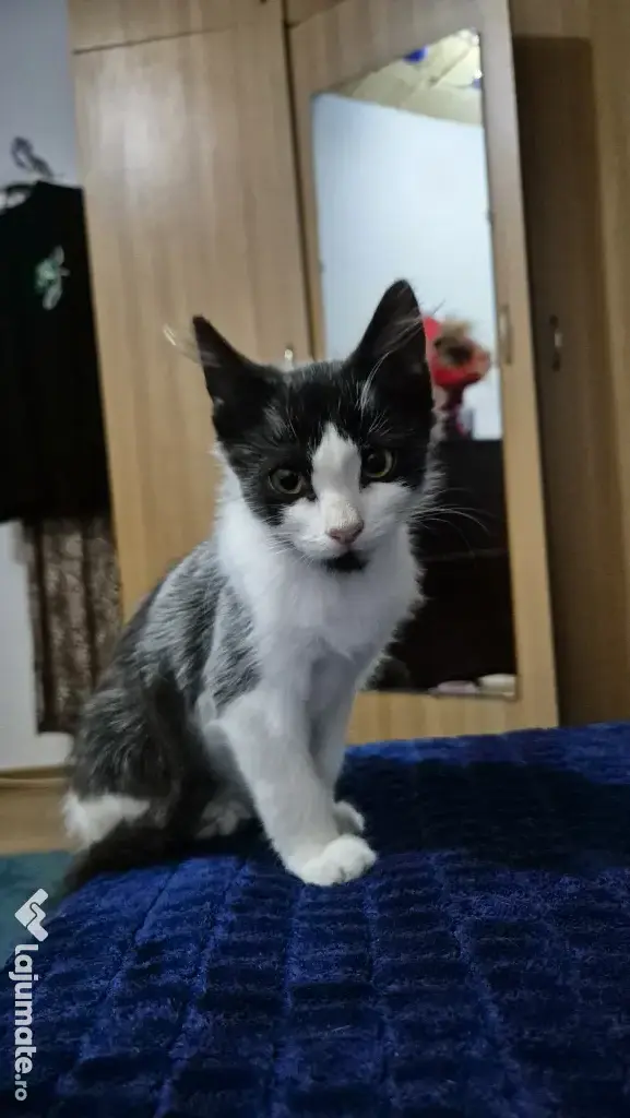 Pisicute spre adopție