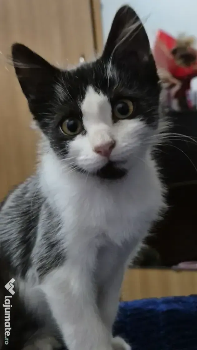 Pisicute spre adopție