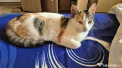 Pisicute spre adopție 