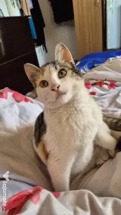Pisicute spre adopție 