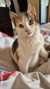 Pisicute spre adopție 