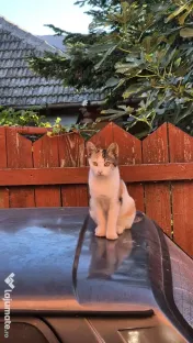 Pisicute spre adopție 