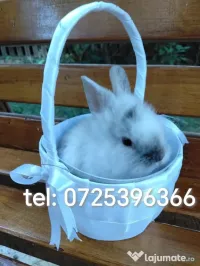 iepurași cap de leu rasa pitica