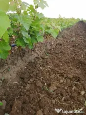 butași Vita De Vie și pomi fructiferi