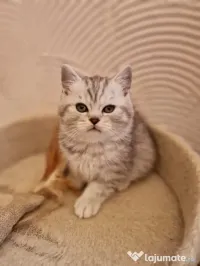 British Shorthair Whiskas 
