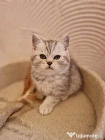 British Shorthair Whiskas
