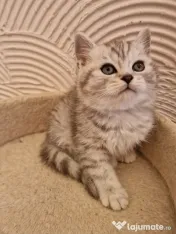British Shorthair Whiskas 