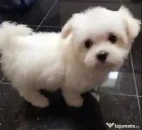 Bichon maltez alb 2 luni 
