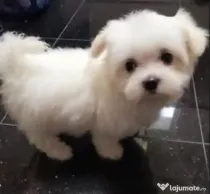 Bichon maltez alb 2 luni