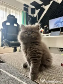 Pui Pisica - British Longhair - 3 luni