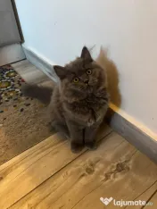 Pui Pisica - British Longhair - 3 luni 