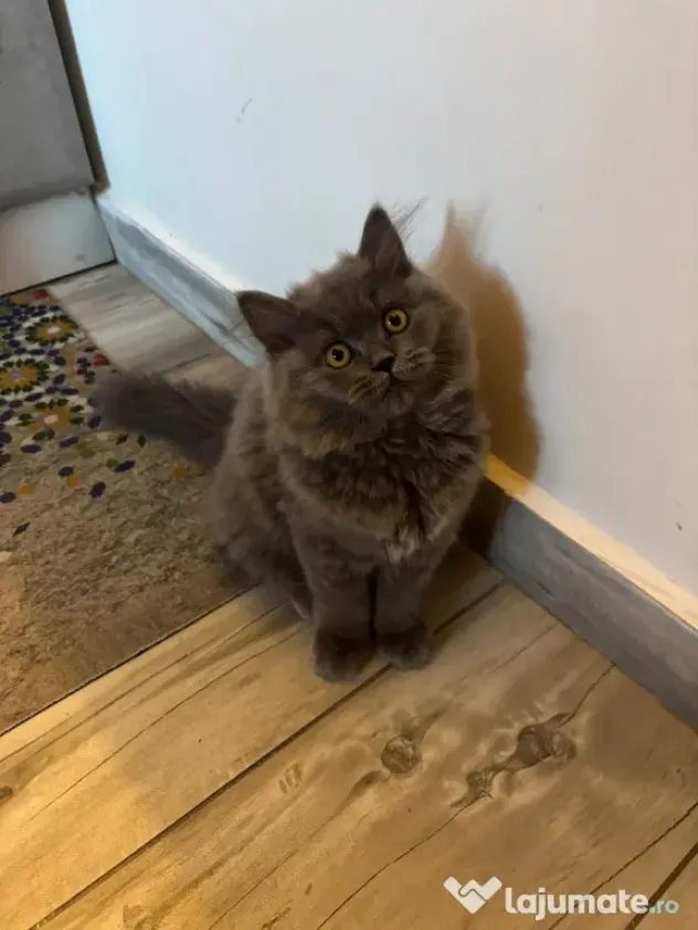 Pui Pisica - British Longhair - 3 luni