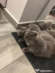 Pui Pisica - British Longhair - 3 luni 
