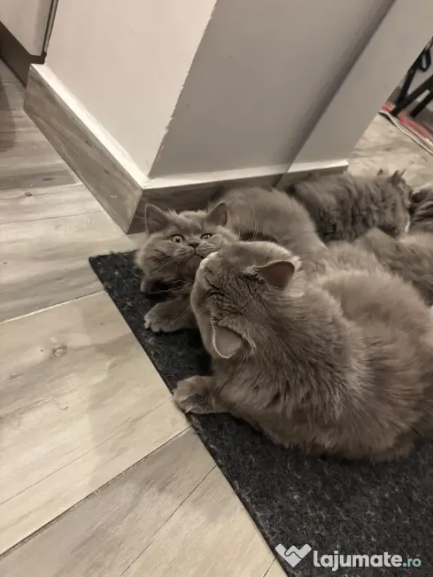 Pui Pisica - British Longhair - 3 luni