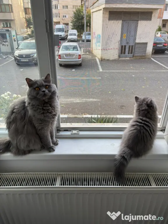 Pui Pisica - British Longhair - 3 luni