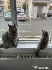 Pui Pisica - British Longhair - 3 luni 
