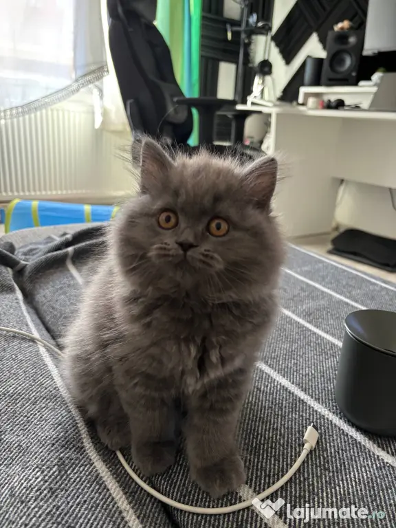 Pui Pisica - British Longhair - 3 luni