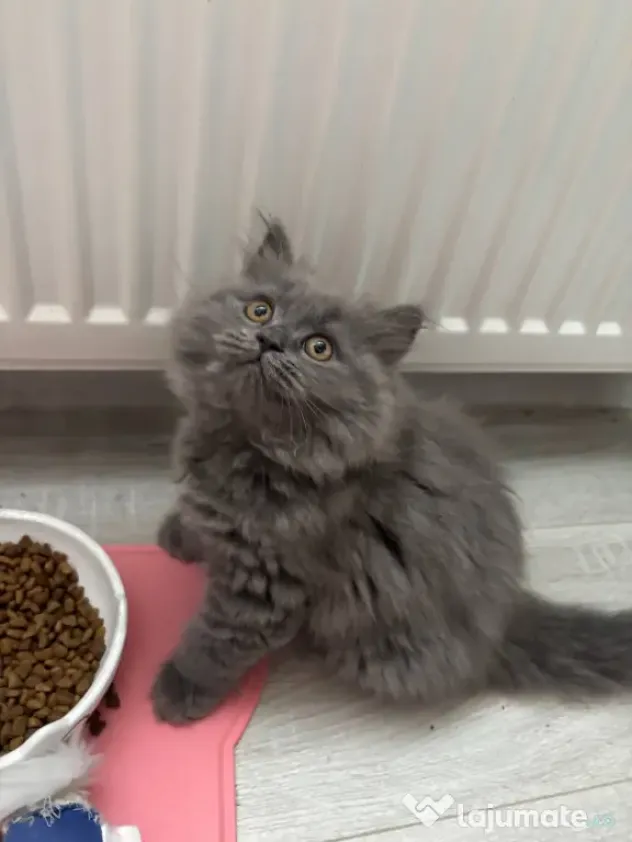 Pui Pisica - British Longhair - 3 luni