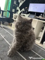 Pui Pisica - British Longhair - 3 luni 