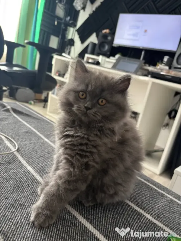 Pui Pisica - British Longhair - 3 luni
