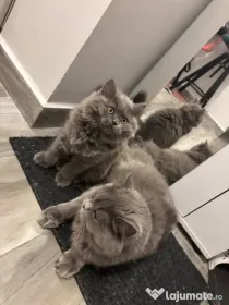 Pui Pisica - British Longhair - 3 luni