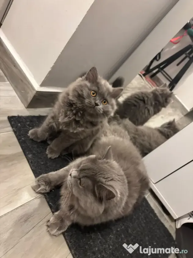 Pui Pisica - British Longhair - 3 luni