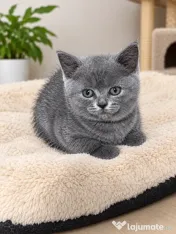 British shorthair blue