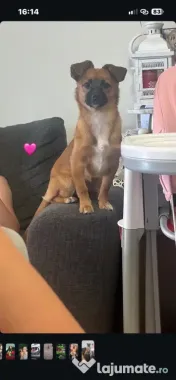 Vand cățelușa de 8 luni Jack Russell Terrier 