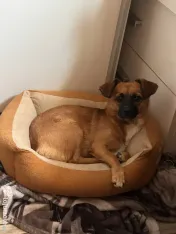 Vand cățelușa de 8 luni Jack Russell Terrier 