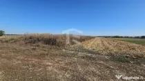 Copăceni - Ilfov - Teren intravilan arabil de vânzare - 1.148 mp