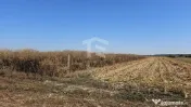 Teren intravilan arabil de vânzare – Copăceni - Ilfov | 1.148 mp 