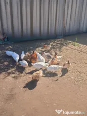 Vând rațe românești și leșesti