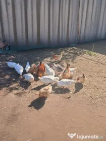 Vând rațe românești și leșesti
