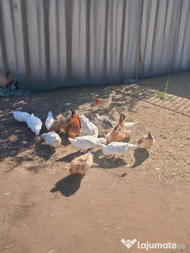 Vând rațe românești și leșesti