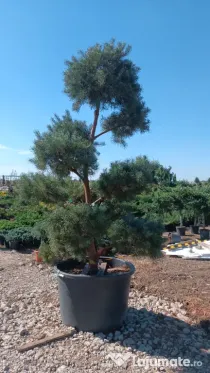 Pepiniera cu plante si copaci