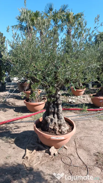 Pepiniera cu plante si copaci