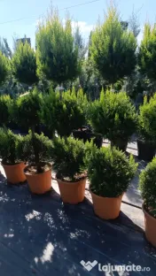 Pepiniera cu plante si copaci