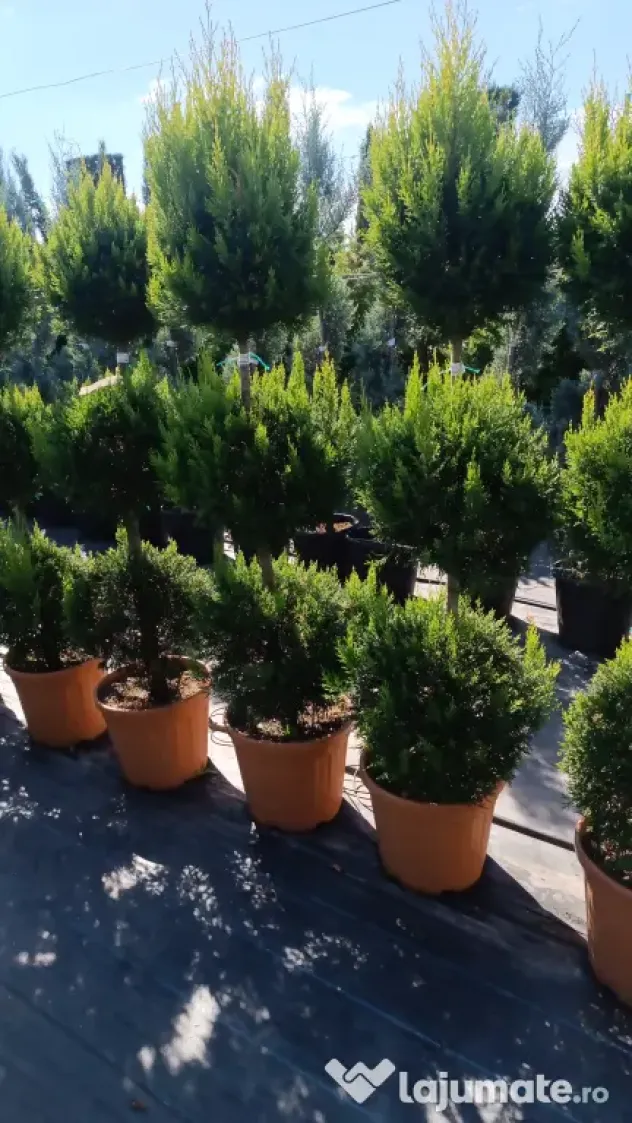 Pepiniera cu plante si copaci