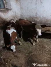 Vaci de vânzare 