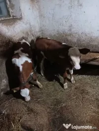 Vaci de vânzare 