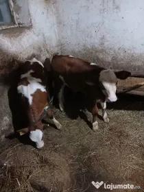 Vaci de vânzare