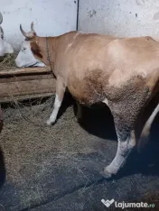 Vaci de vânzare 