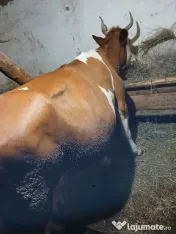 Vaci de vânzare 