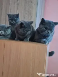 British Shorthair Blue Puiuți, masculi si femele,imediat disponibili 